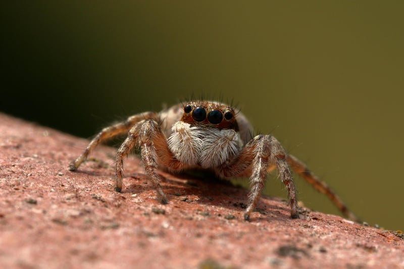 Eco-friendly insect repellent